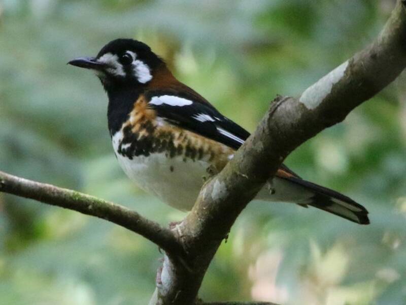 Chestnut-backed Thrush, 照片 2