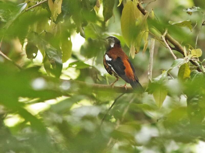 Chestnut-backed Thrush, 照片 4