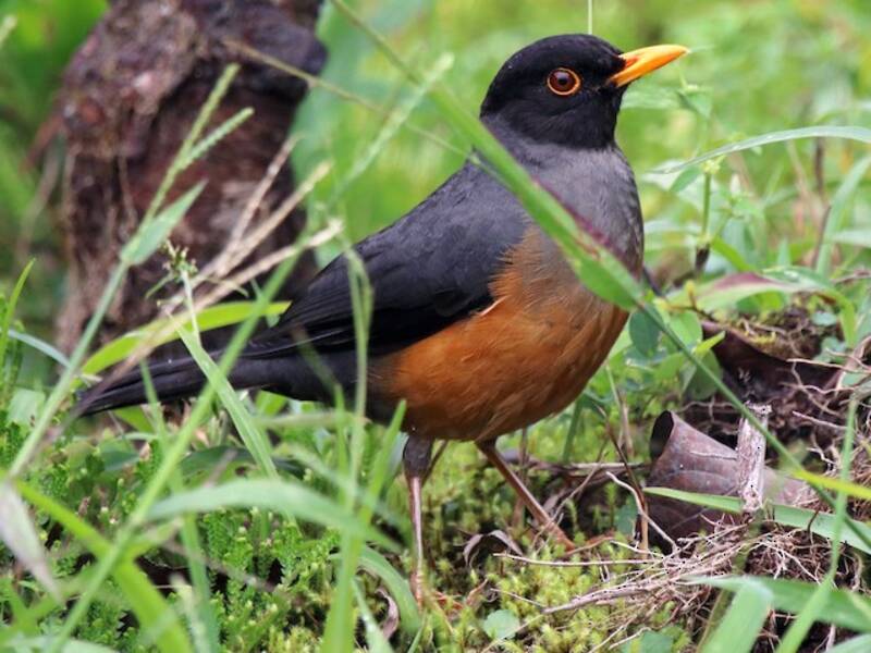 Zorzal de Vientre Castaño - Turdus fulviventris