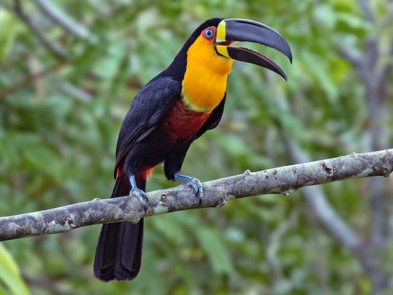 Tucano scanalato, Foto 3