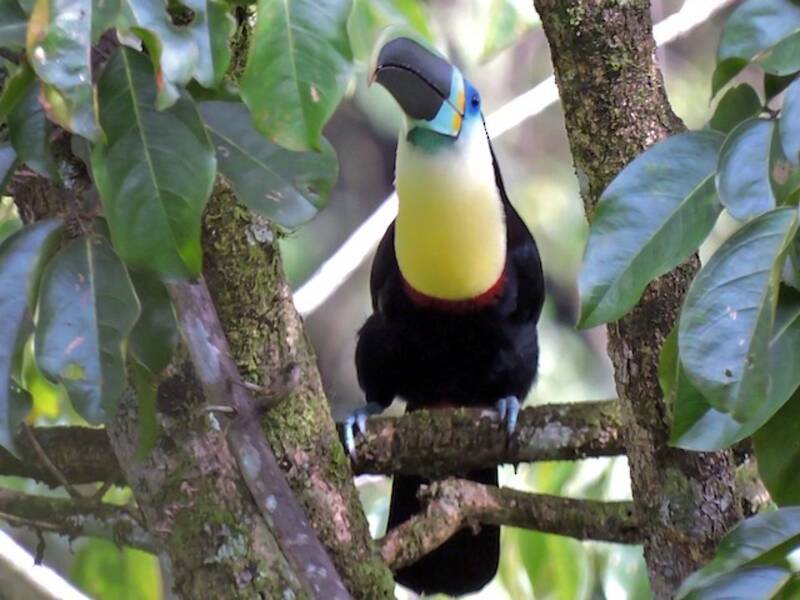 Tucano scanalato, Foto 2