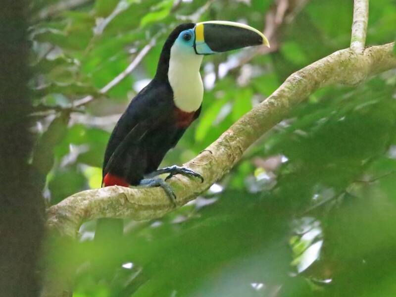 Tucano scanalato, Foto 4