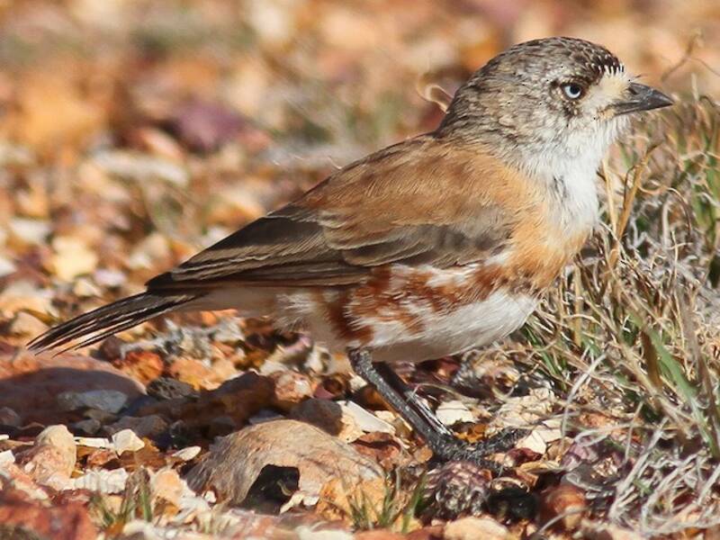 Halsband-Dickichtvogel, Fotos 2