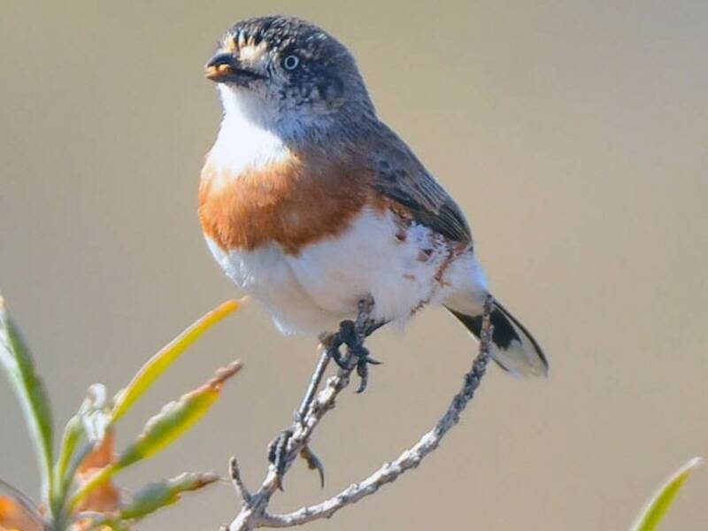 Halsband-Dickichtvogel, Fotos 4