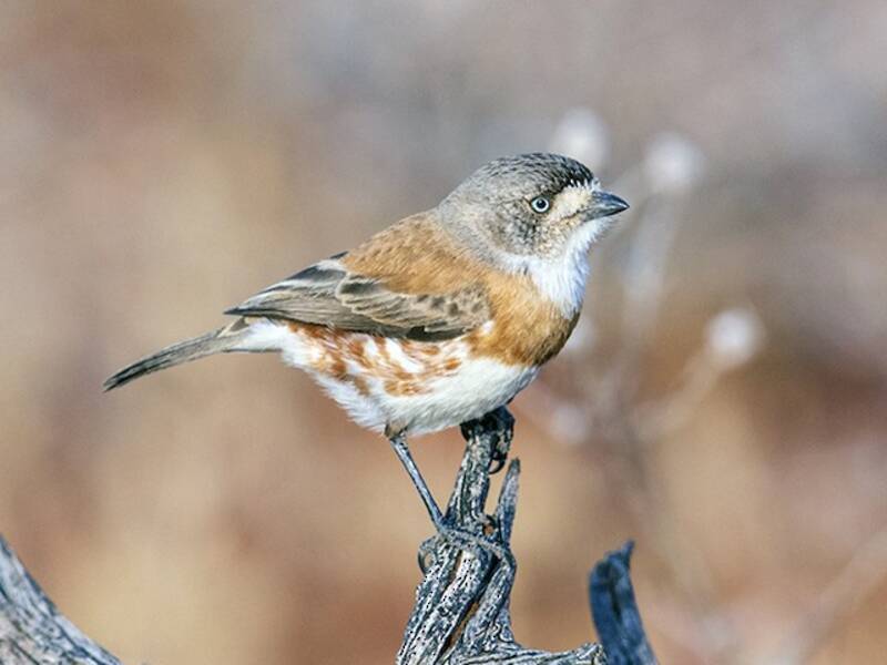 Halsband-Dickichtvogel, Fotos 3