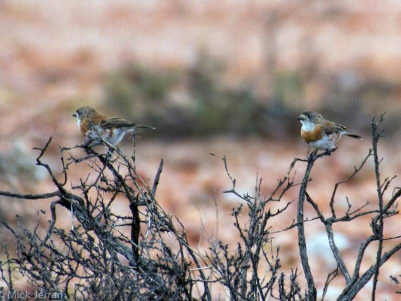 Halsband-Dickichtvogel