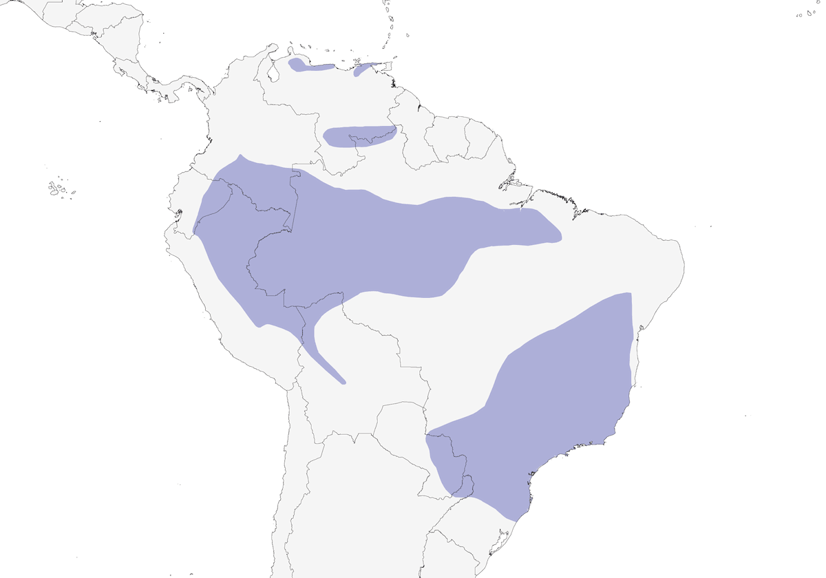 Becardo corona castana, Distribuzione 1