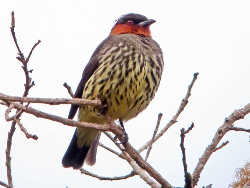 Cotinga dalla cresta castana