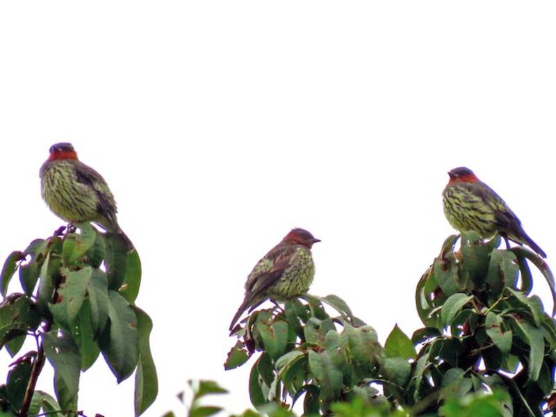 Cotinga dalla cresta castana, Foto 3