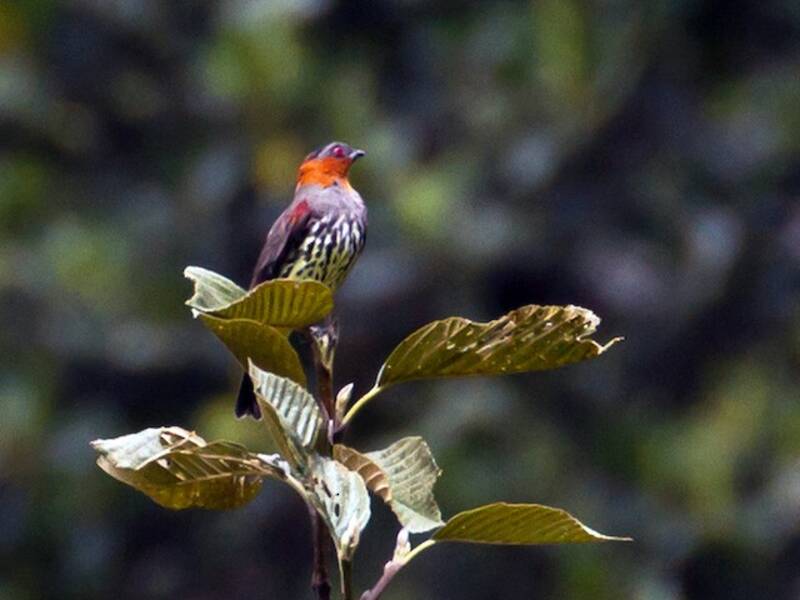 Cotinga dalla cresta castana, Foto 2