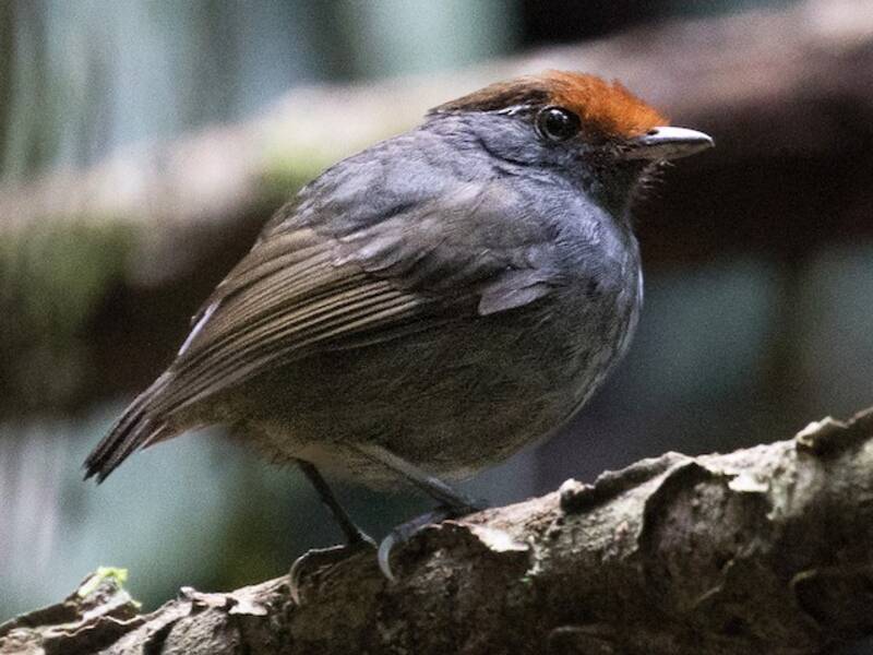 Mange-mouche de Robert, Photos 3
