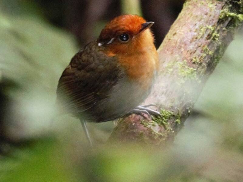 Mange-mouche de Robert, Photos 4
