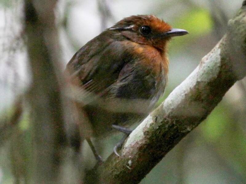 Mange-mouche de Robert, Photos 2
