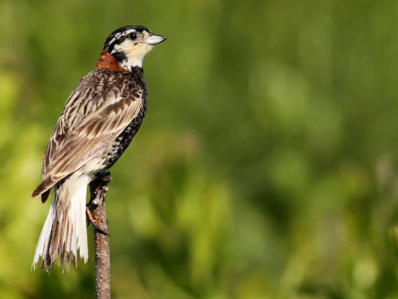 Calcáreo cuellicastaño
