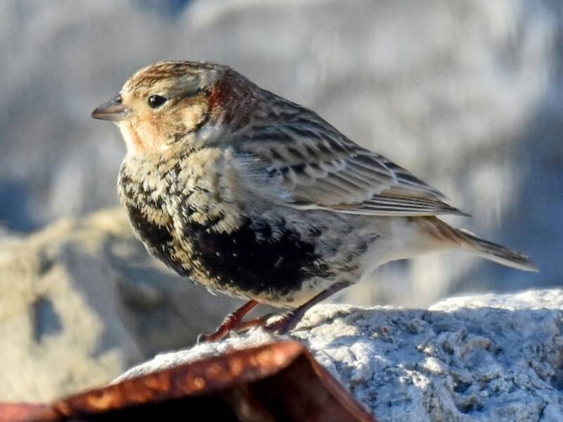 Calcáreo cuellicastaño, Fotos 4