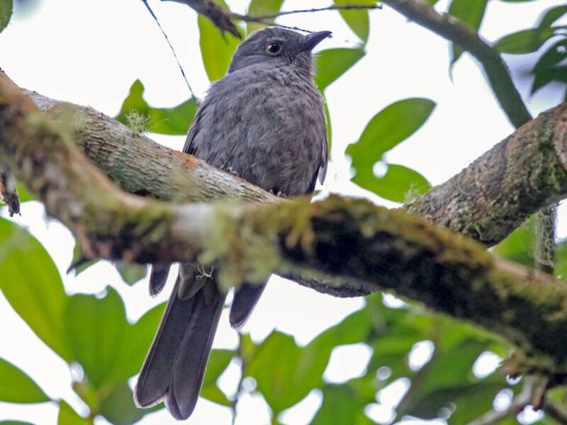 Chestnut-capped Piha (Lipaugus weberi)