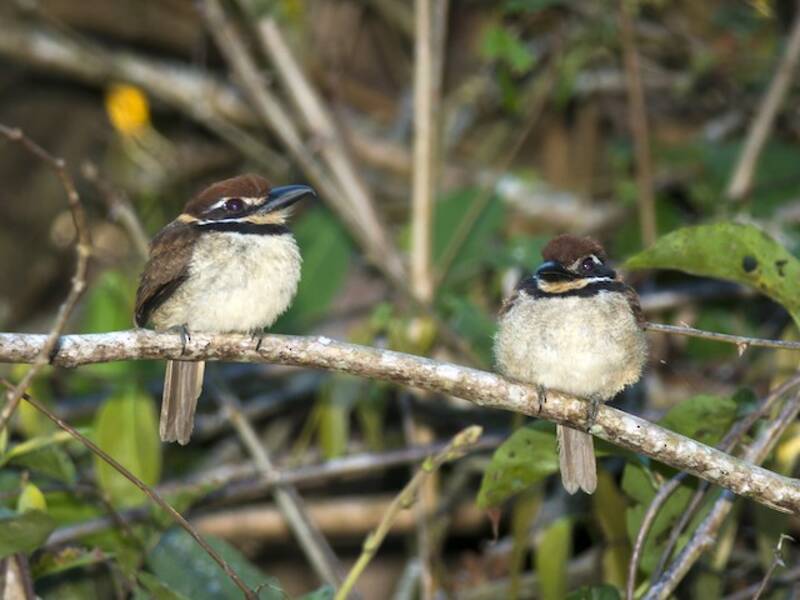 Chestnut-capped Puffbird