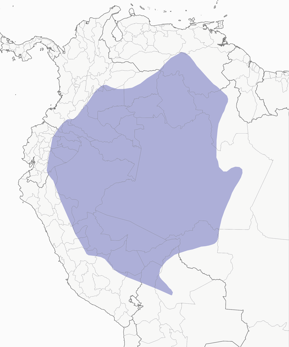 Buco de gorro castaño, Distribución 1