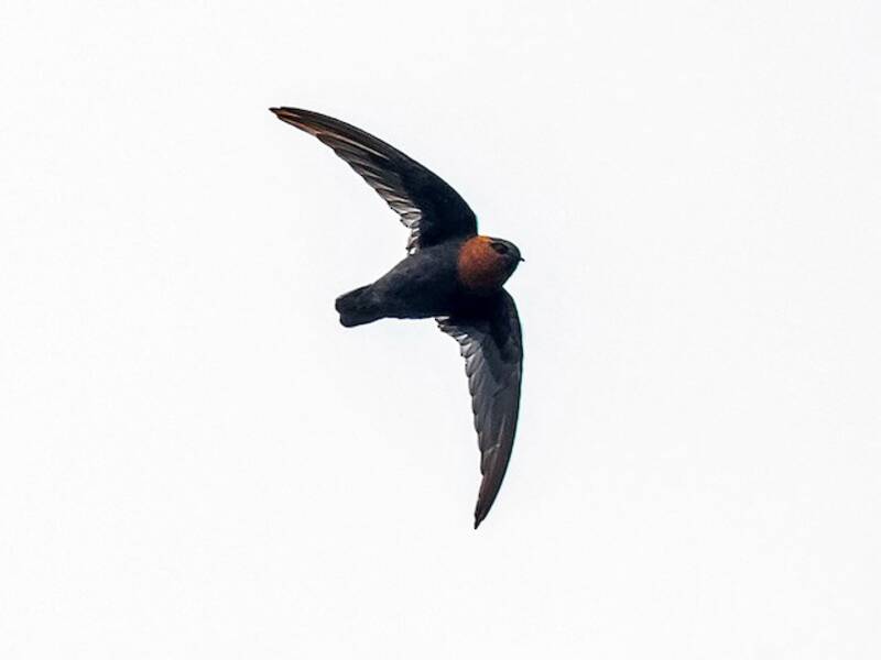 Chestnut-collared Swift, Photos 3