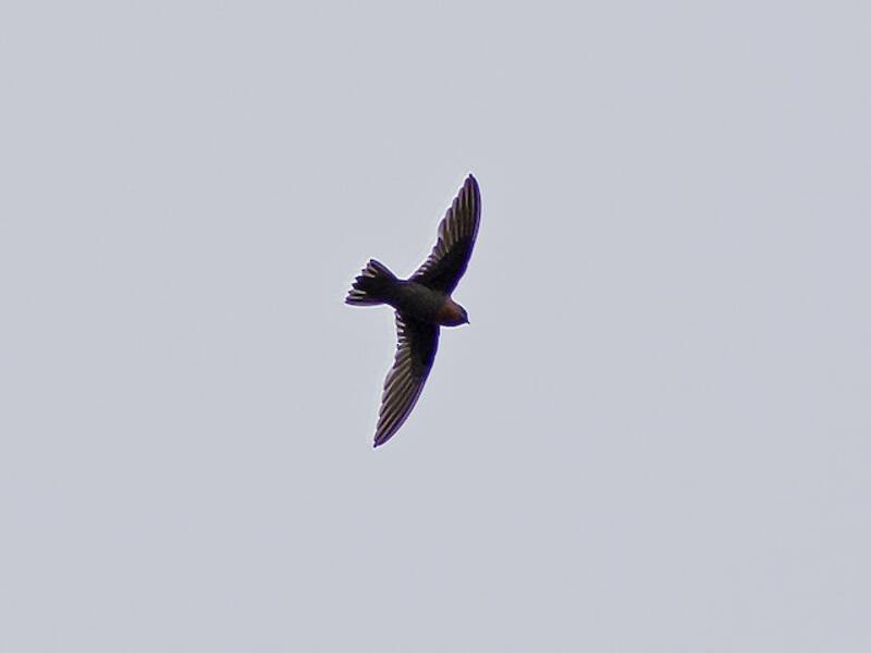 Chestnut-collared Swift, Photos 2