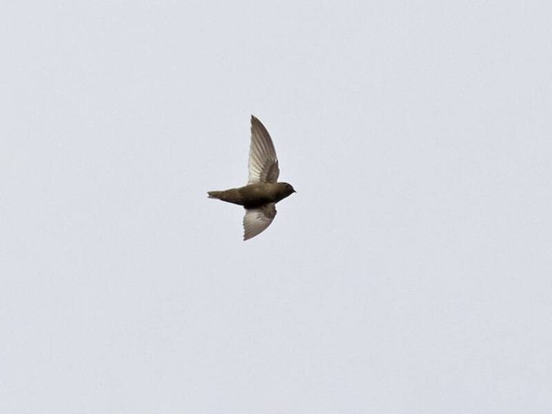 Chestnut-collared Swift