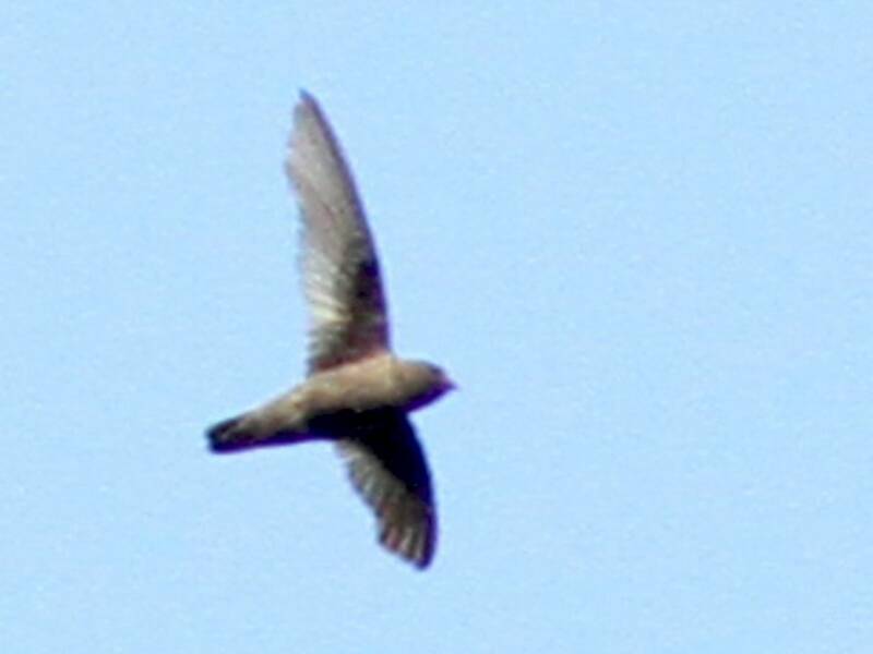 Chestnut-collared Swift, Photos 4