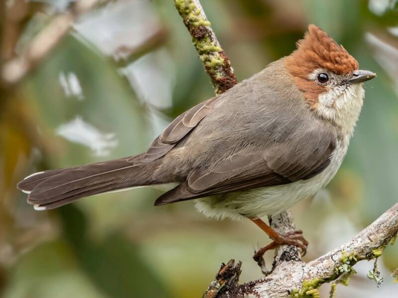 Yuhina de Cresta Castaña, Fotos 3
