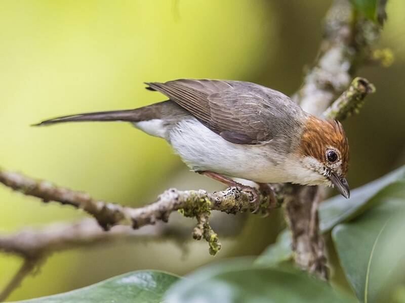 Yuhina de Cresta Castaña, Fotos 4