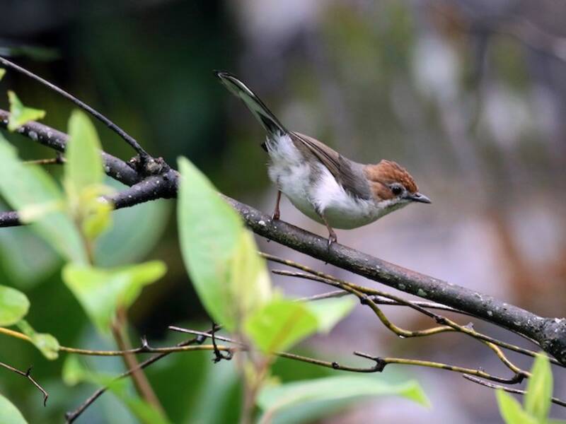 Yuhina dalla cresta castana