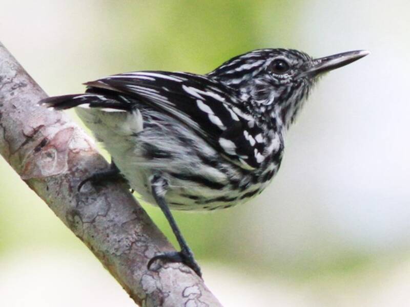 Cherrie's Antwren, 照片 4