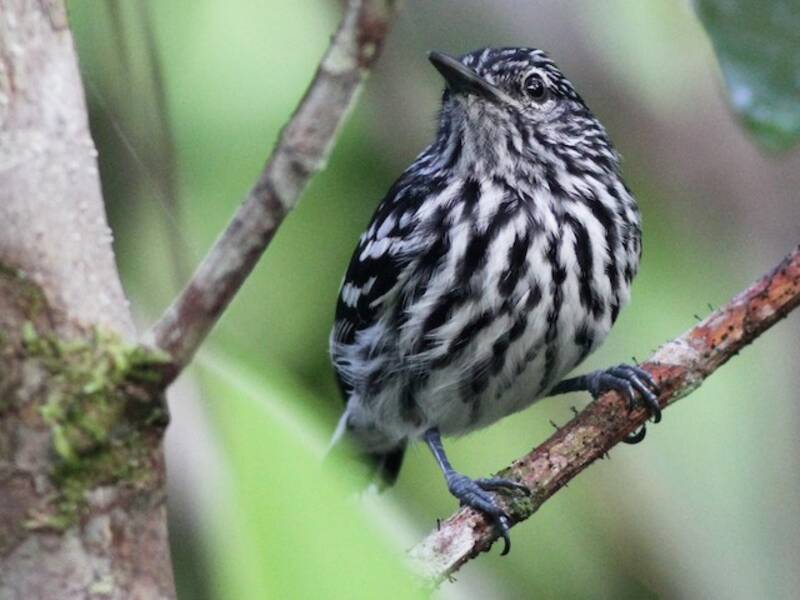 Cherrie's Antwren, 照片 3