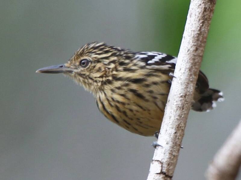 Cherrie's Antwren, 照片 2
