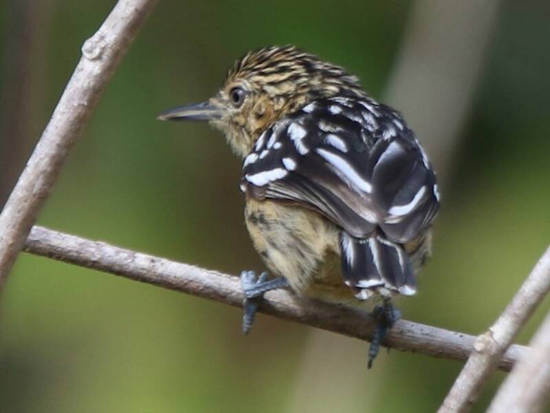 Cherrie's Antwren