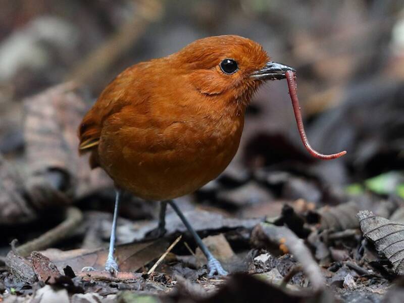 Chestnut Antpitta