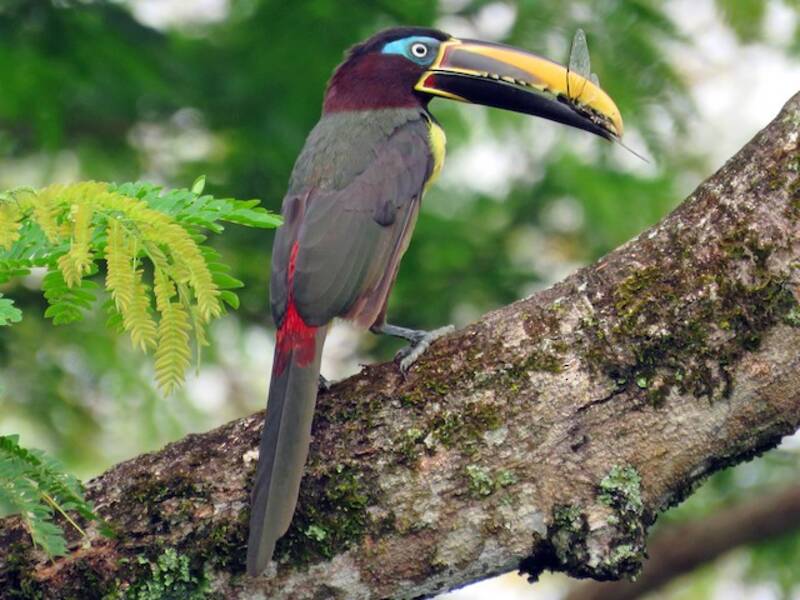 Aracari dalle orecchie castane