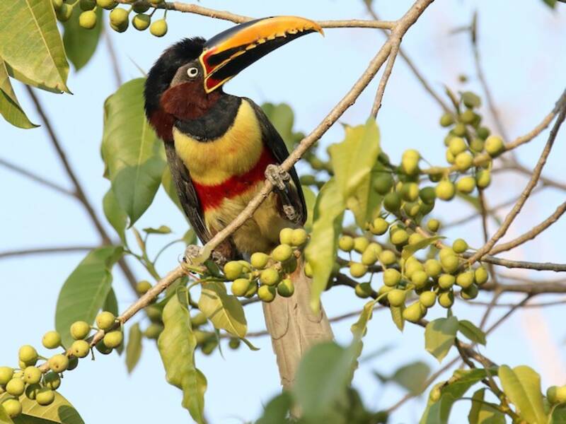 Aracari dalle orecchie castane, Foto 3