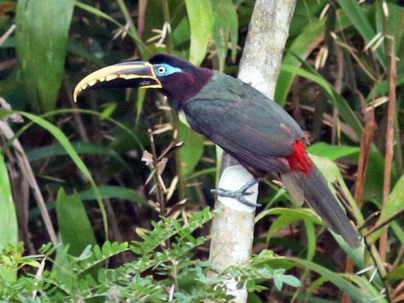 Aracari dalle orecchie castane, Foto 2