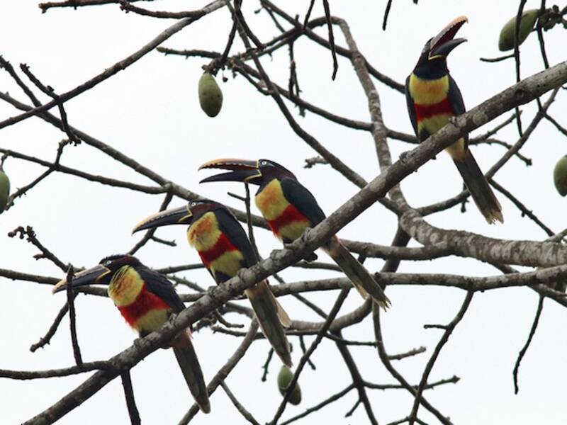 Aracari dalle orecchie castane, Foto 4