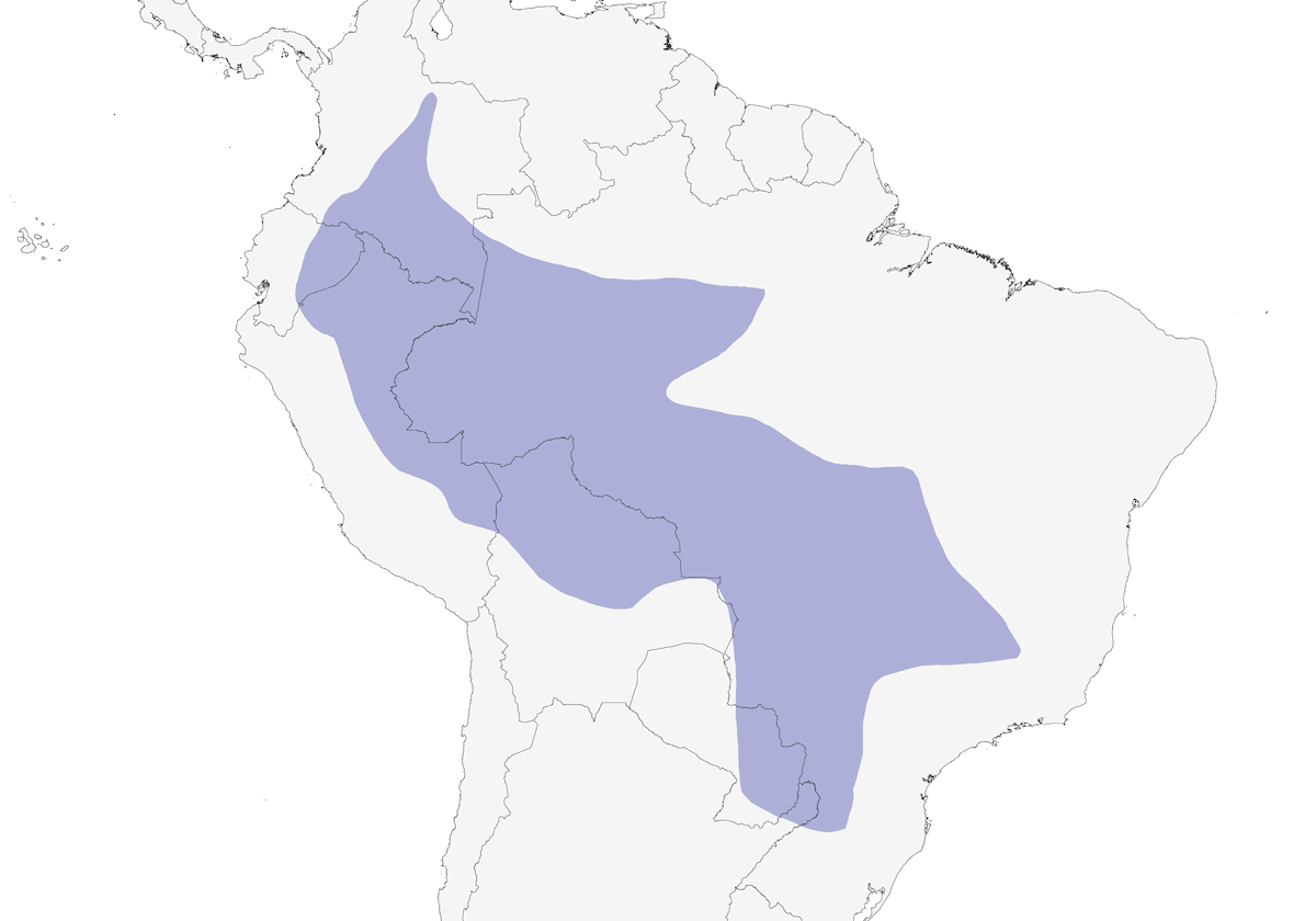 Aracari dalle orecchie castane, Distribuzione 1