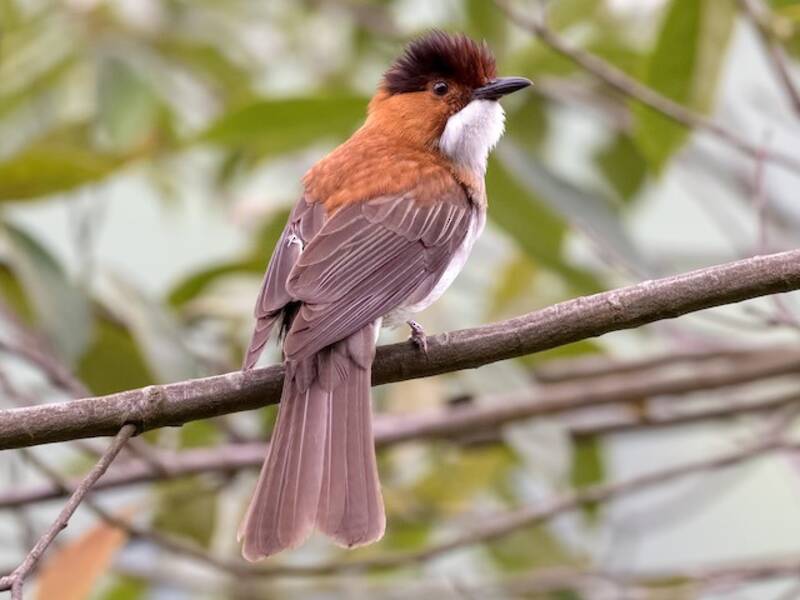 Bulbul castano, Foto 3