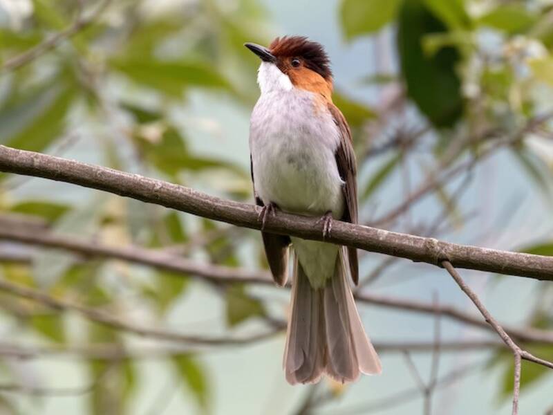 Bulbul castano, Foto 4