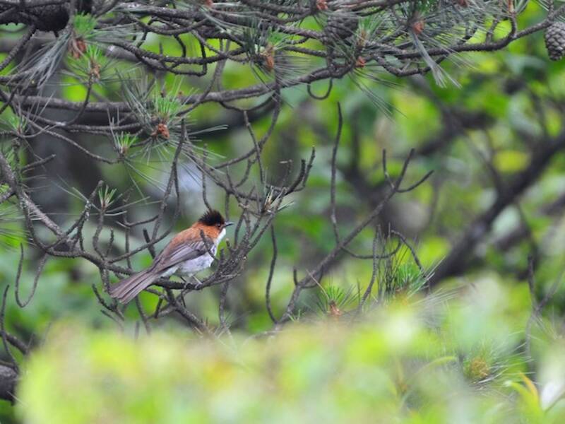 Bulbul castano, Foto 2
