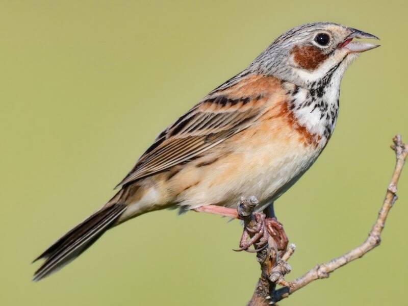 Chestnut-eared Bunting, 照片 4