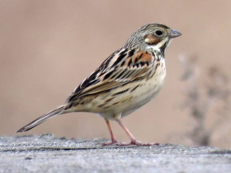 Chestnut-eared Bunting