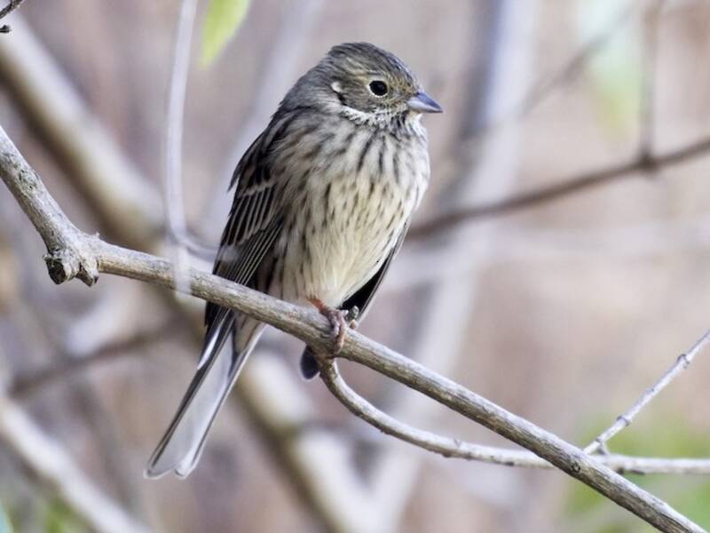 Chestnut-eared Bunting, 照片 2