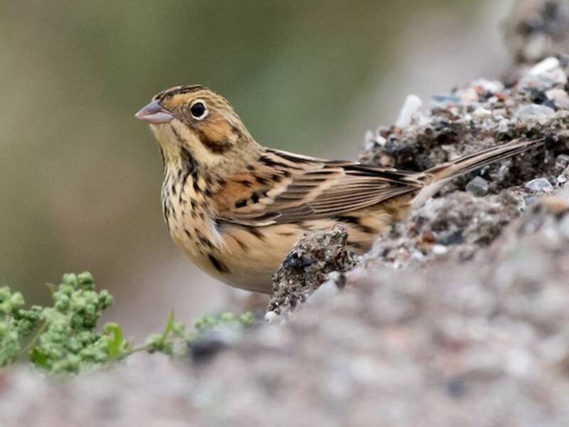 Chestnut-eared Bunting, 照片 3