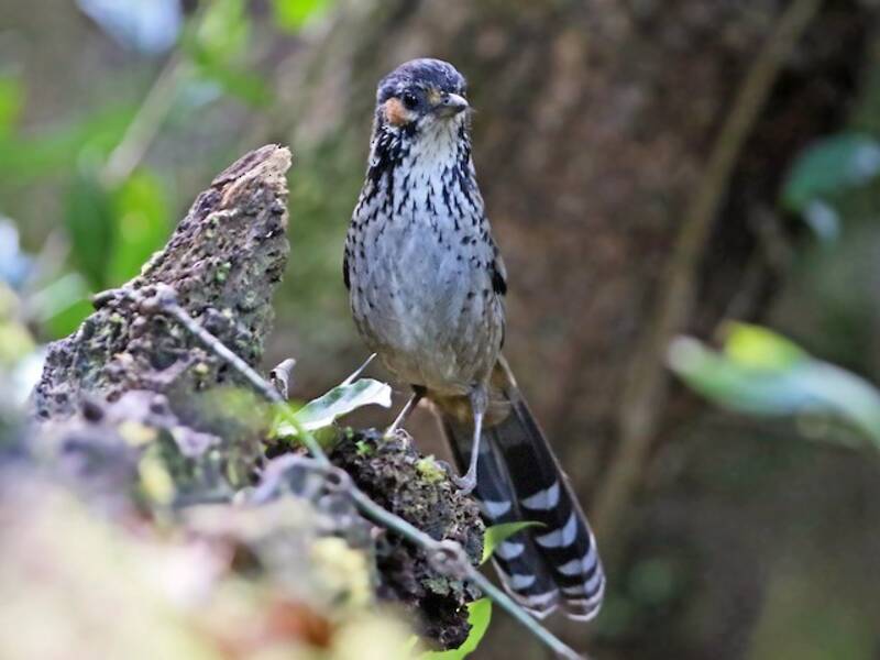 Garrulo orecchiecaste