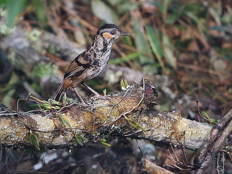 Garrulo orecchiecaste, Foto 4