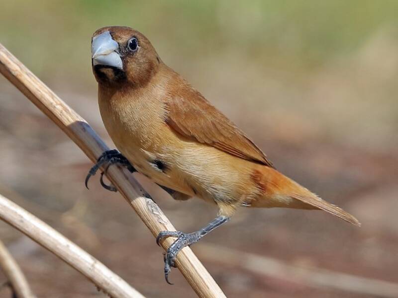 Chestnut Munia - Lonchura atricapilla
