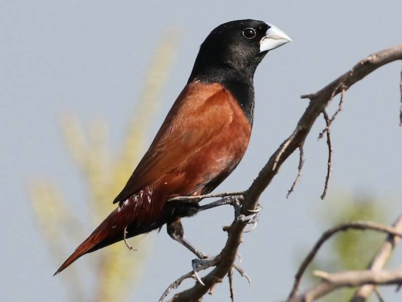 Chestnut Munia, 照片 2